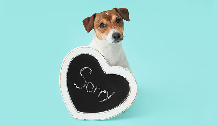 10 Alternative Ways To Say Sorry For The Inconvenience Caused 