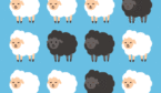 black white sheep